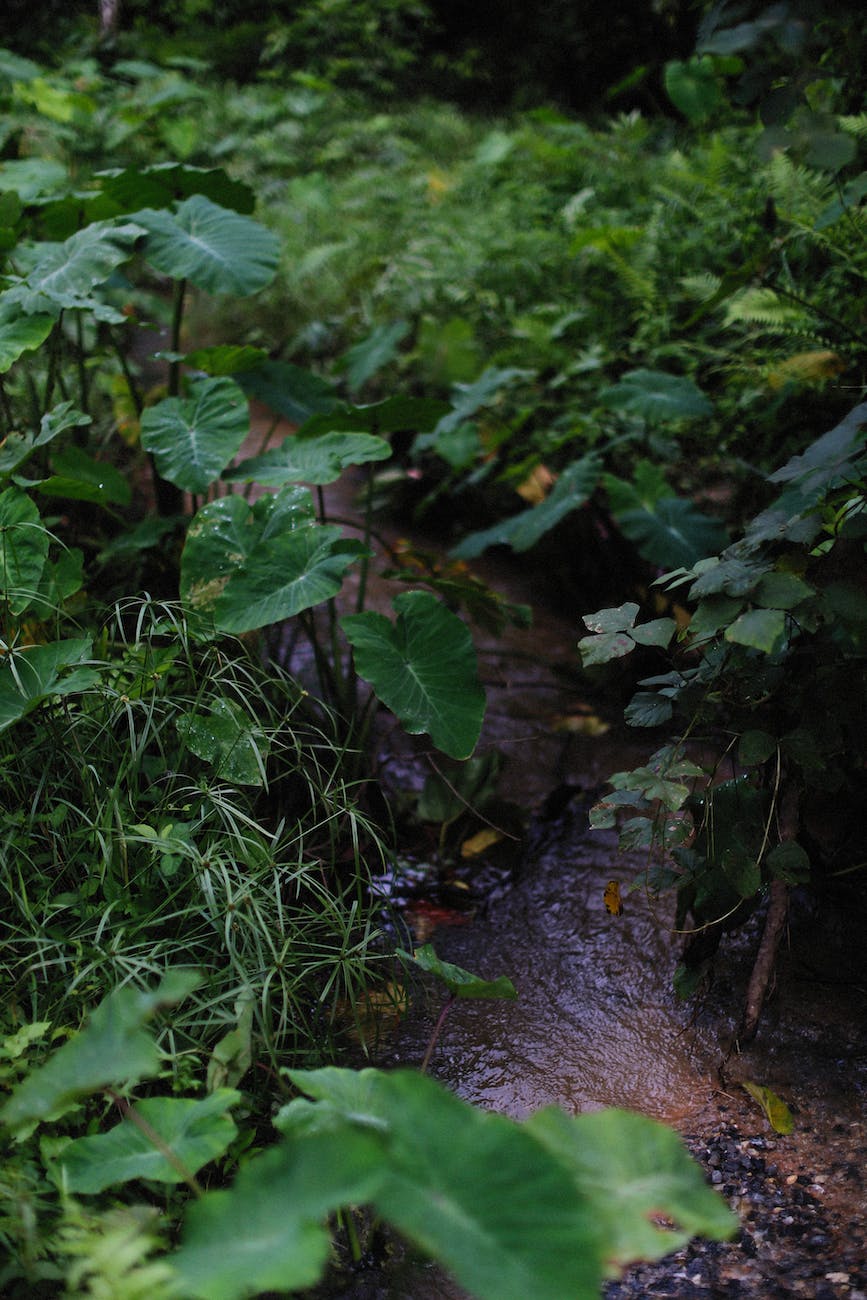taro plants beside a brook