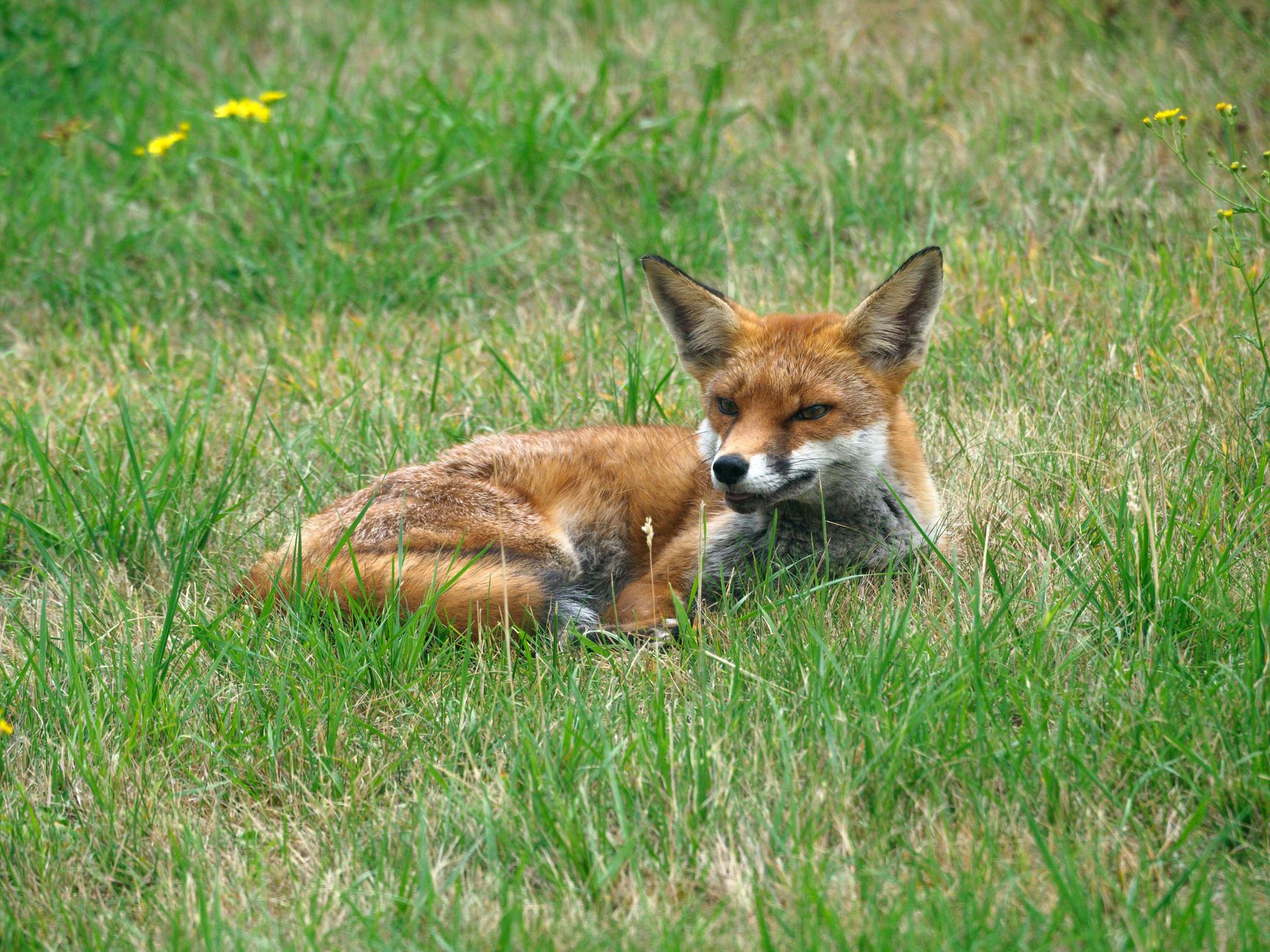 fox on a field