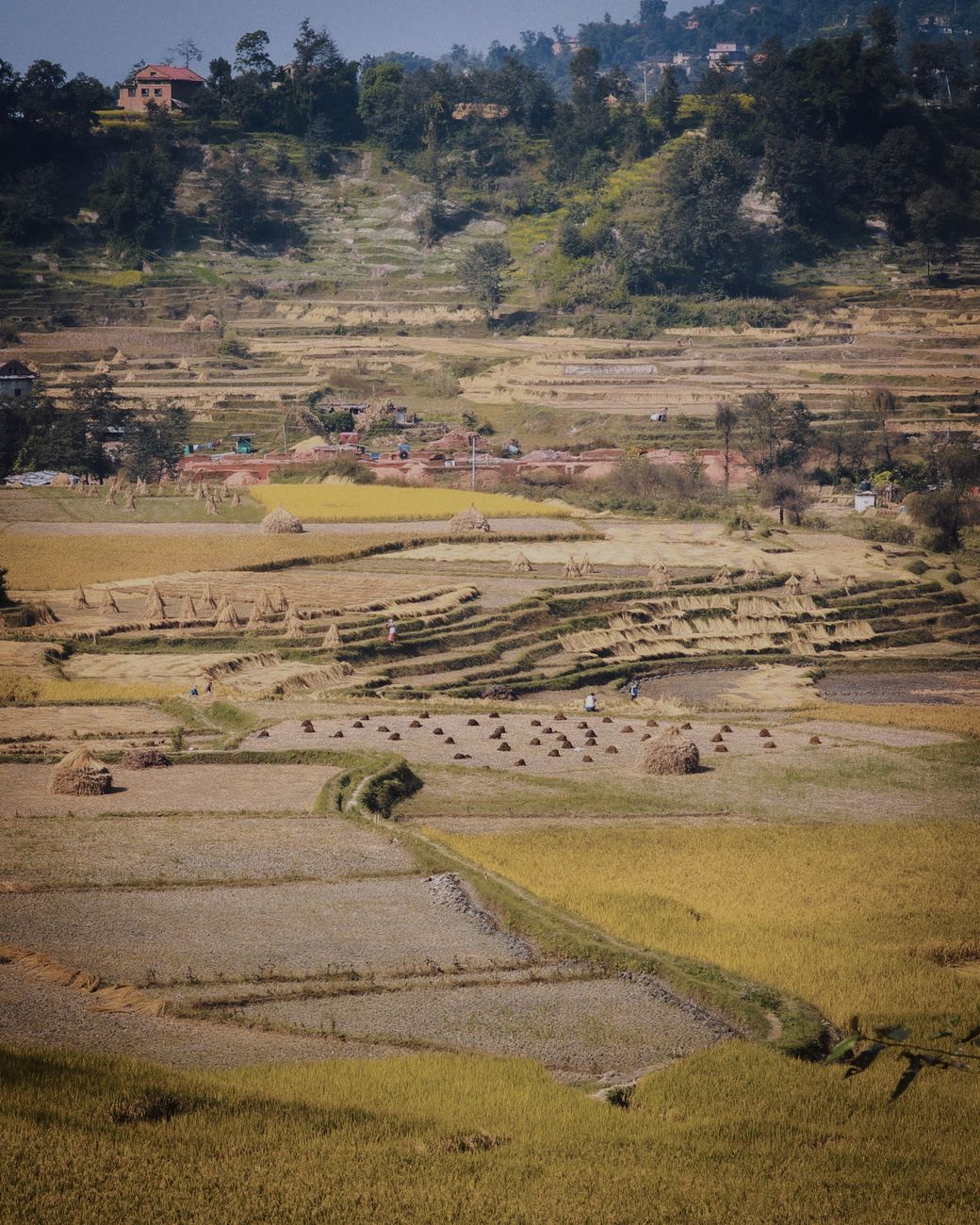 aerial view of terraced farmlands in rural landscape