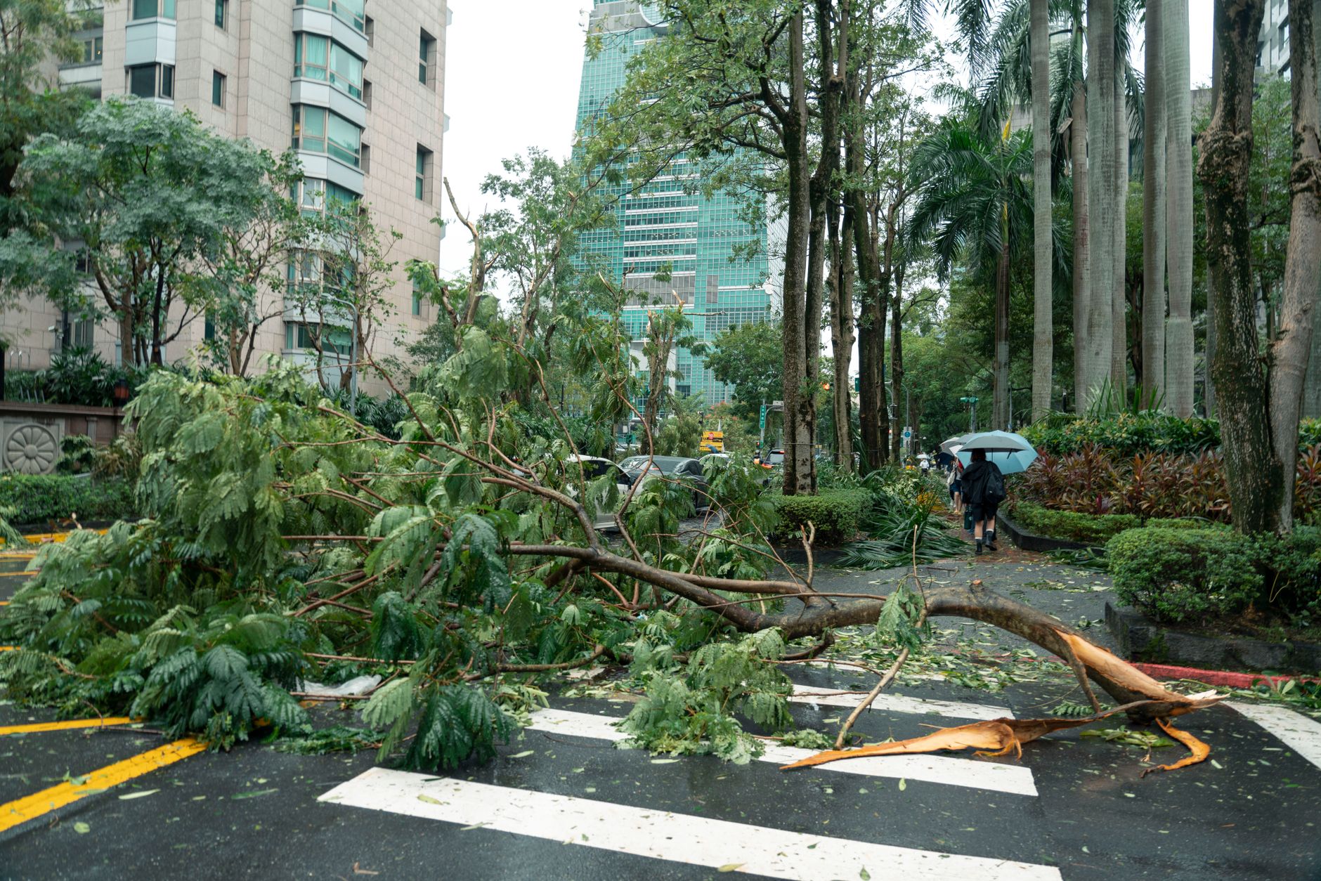 typhoon aftermath in taipei with uprooted trees